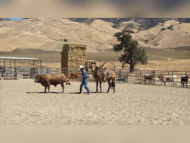 American Quarter Horse Ruin 8 Jaar Buckskin in Tres Pinos