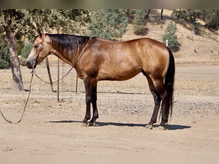 American Quarter Horse Ruin 8 Jaar Buckskin in Tres Pinos