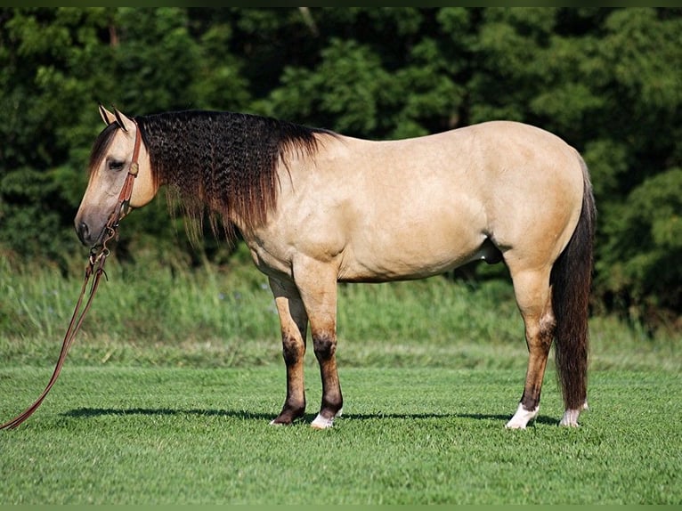 American Quarter Horse Ruin 8 Jaar Buckskin in Gladstone