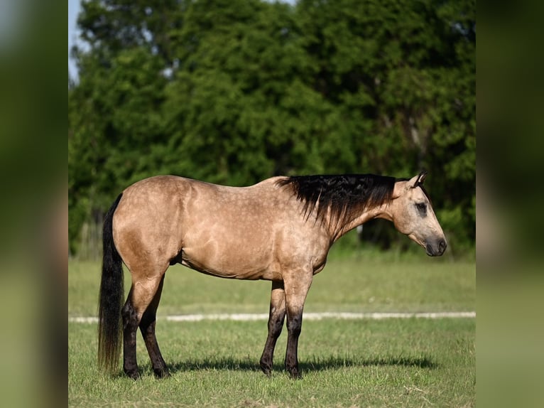 American Quarter Horse Ruin 8 Jaar Buckskin in Dublin