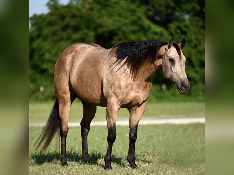 American Quarter Horse Ruin 8 Jaar Buckskin in Dublin