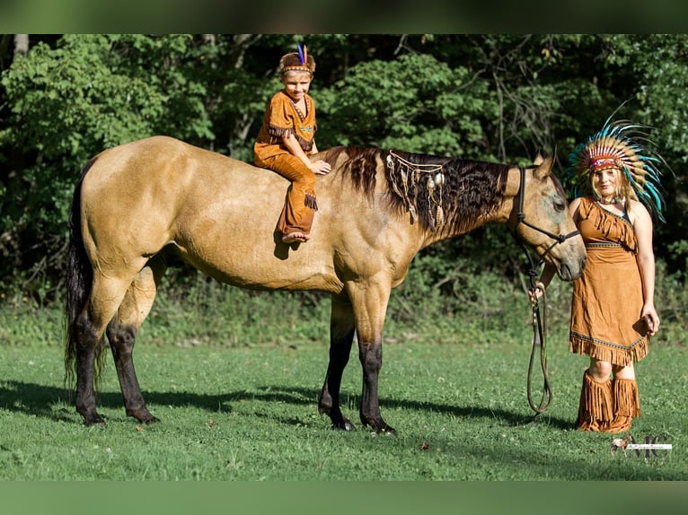 American Quarter Horse Ruin 8 Jaar Buckskin in North Bloomfield