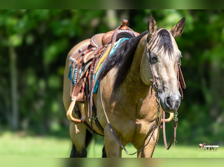 American Quarter Horse Ruin 8 Jaar Buckskin in North Bloomfield