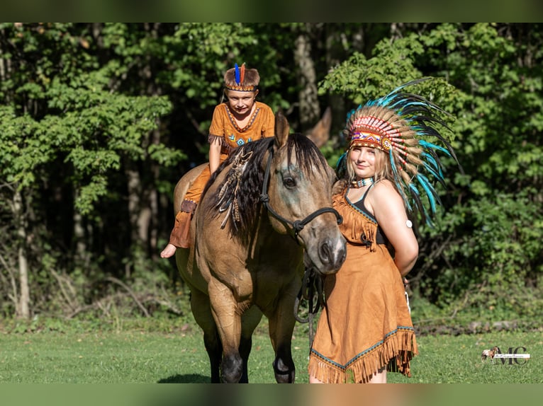 American Quarter Horse Ruin 8 Jaar Buckskin in North Bloomfield