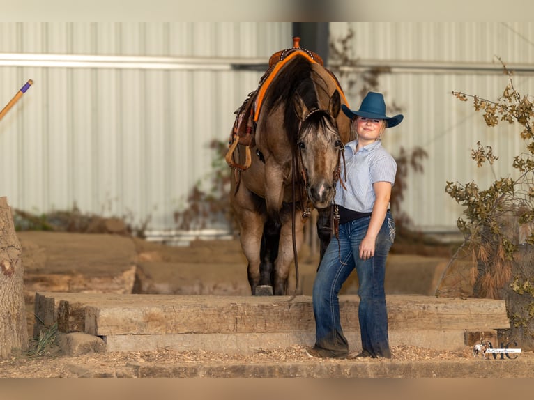American Quarter Horse Ruin 8 Jaar Buckskin in North Bloomfield
