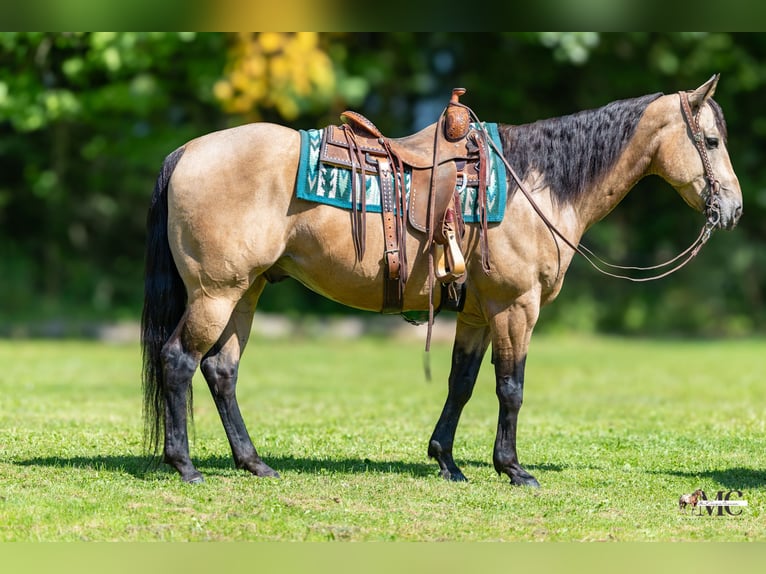 American Quarter Horse Ruin 8 Jaar Buckskin in North Bloomfield