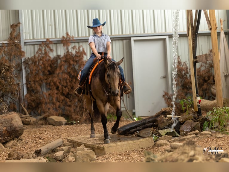 American Quarter Horse Ruin 8 Jaar Buckskin in North Bloomfield
