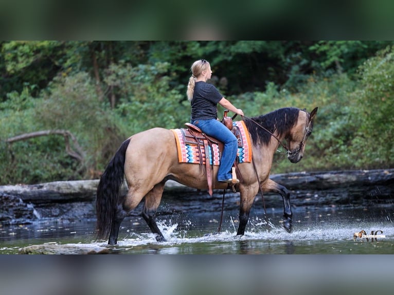 American Quarter Horse Ruin 8 Jaar Buckskin in North Bloomfield