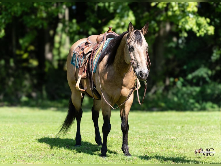 American Quarter Horse Ruin 8 Jaar Buckskin in North Bloomfield