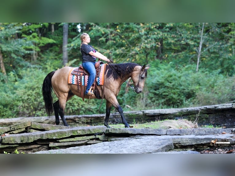American Quarter Horse Ruin 8 Jaar Buckskin in North Bloomfield