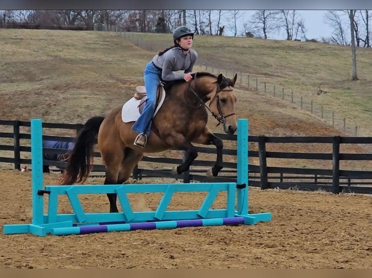American Quarter Horse Ruin 8 Jaar Buckskin in Robards