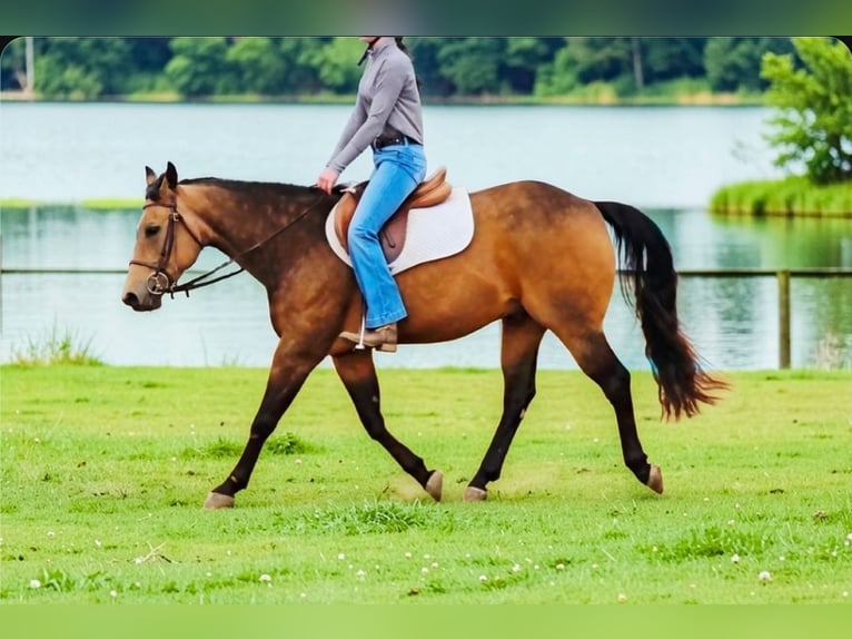 American Quarter Horse Ruin 8 Jaar Buckskin in Robards