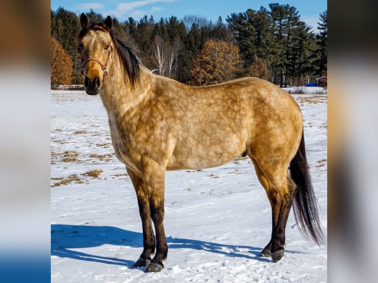 American Quarter Horse Ruin 8 Jaar Buckskin in Navarino WI