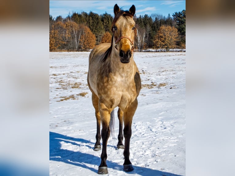 American Quarter Horse Ruin 8 Jaar Buckskin in Navarino WI