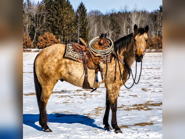 American Quarter Horse Ruin 8 Jaar Buckskin in Navarino WI