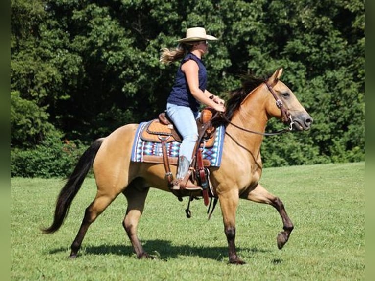 American Quarter Horse Ruin 8 Jaar Buckskin in Mount Vernon, KY