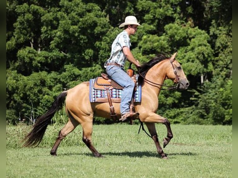 American Quarter Horse Ruin 8 Jaar Buckskin in Mount Vernon, KY