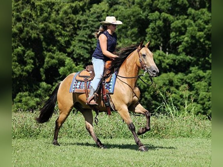 American Quarter Horse Ruin 8 Jaar Buckskin in Mount Vernon, KY