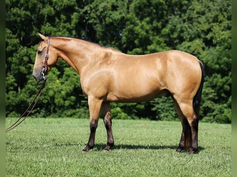 American Quarter Horse Ruin 8 Jaar Buckskin in Mount Vernon, KY