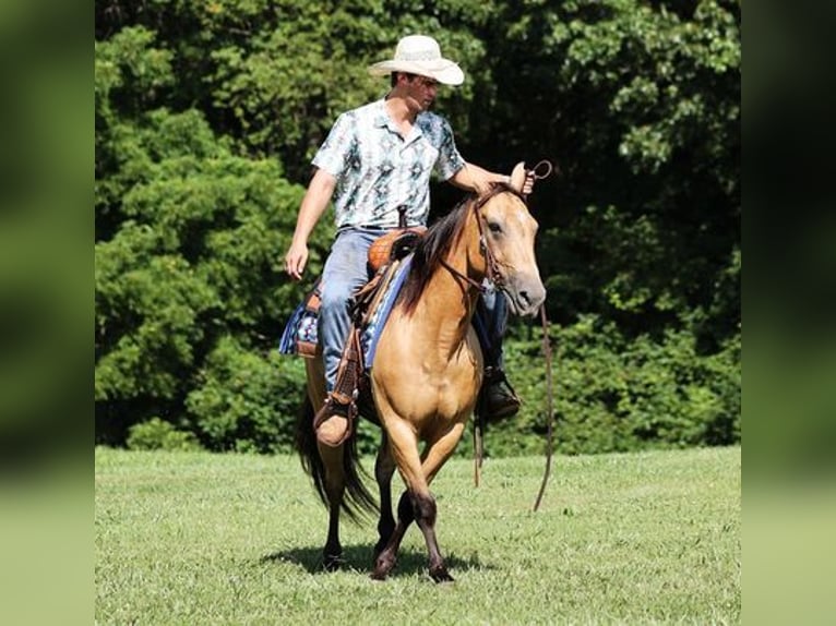 American Quarter Horse Ruin 8 Jaar Buckskin in Mount Vernon, KY