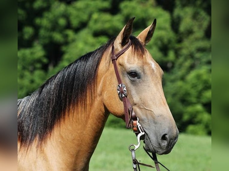 American Quarter Horse Ruin 8 Jaar Buckskin in Mount Vernon, KY