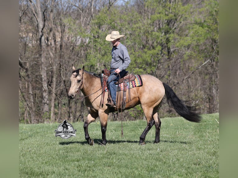 American Quarter Horse Ruin 8 Jaar Buckskin in Mount Vernon