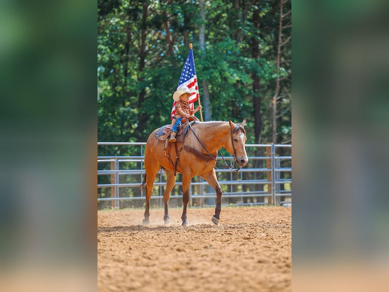 American Quarter Horse Ruin 8 Jaar Buckskin in Lyles