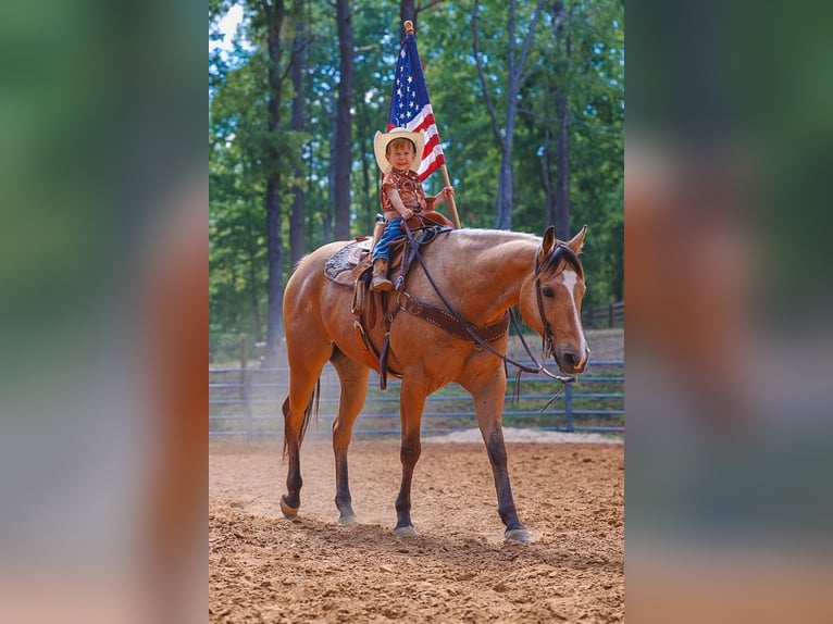 American Quarter Horse Ruin 8 Jaar Buckskin in Lyles