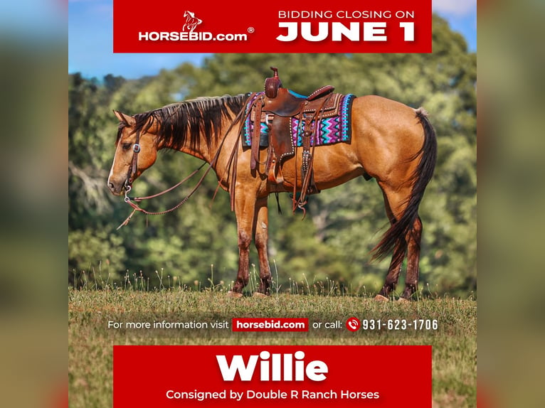 American Quarter Horse Ruin 8 Jaar Buckskin in Lyles