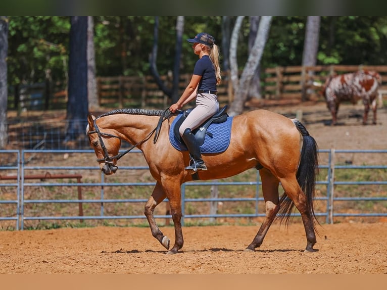 American Quarter Horse Ruin 8 Jaar Buckskin in Lyles