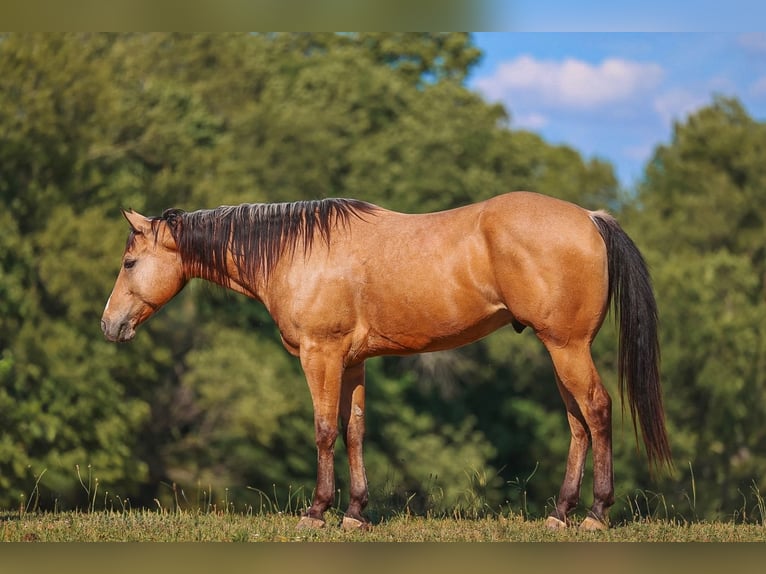 American Quarter Horse Ruin 8 Jaar Buckskin in Lyles