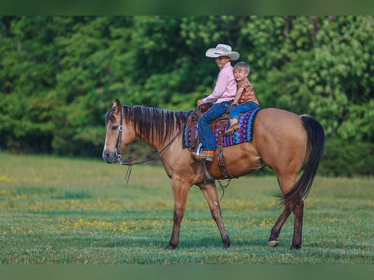 American Quarter Horse Ruin 8 Jaar Buckskin in Lyles