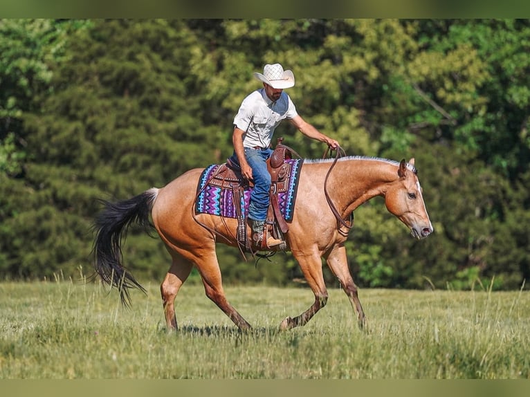 American Quarter Horse Ruin 8 Jaar Buckskin in Lyles