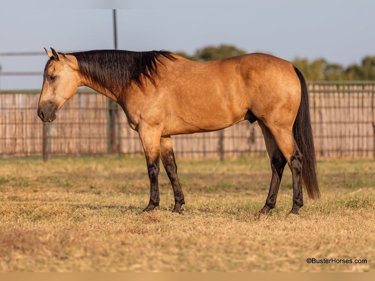 American Quarter Horse Ruin 8 Jaar Buckskin in Weatherford Tx