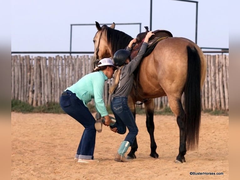 American Quarter Horse Ruin 8 Jaar Buckskin in Weatherford Tx