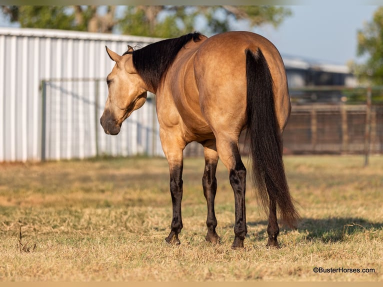 American Quarter Horse Ruin 8 Jaar Buckskin in Weatherford Tx