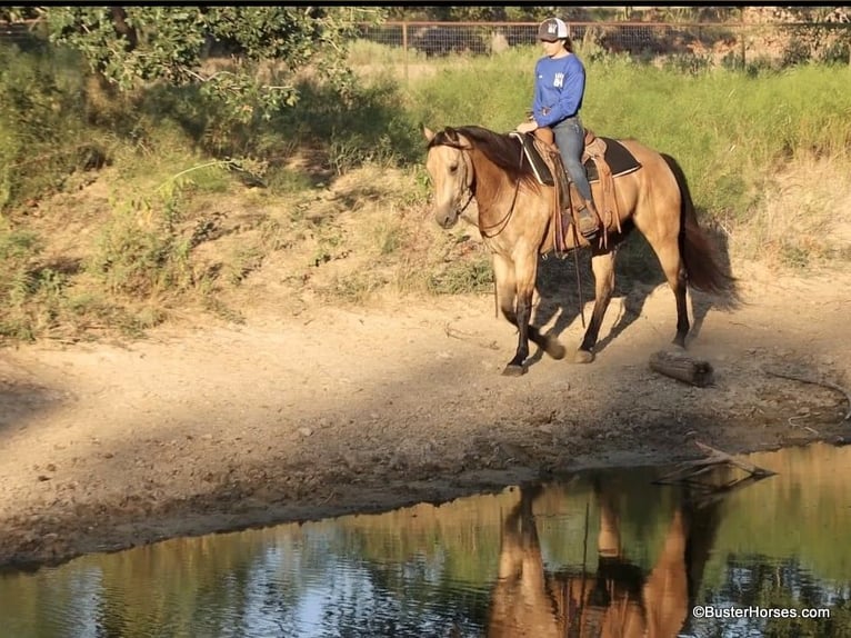 American Quarter Horse Ruin 8 Jaar Buckskin in Weatherford Tx