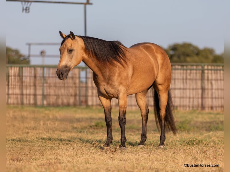 American Quarter Horse Ruin 8 Jaar Buckskin in Weatherford Tx