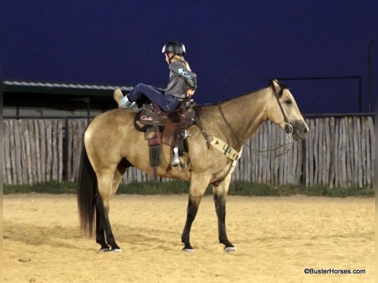 American Quarter Horse Ruin 8 Jaar Buckskin in Weatherford Tx