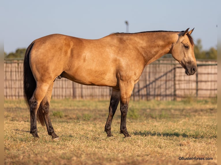 American Quarter Horse Ruin 8 Jaar Buckskin in Weatherford Tx