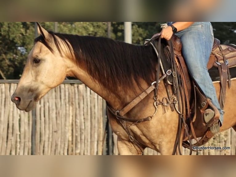 American Quarter Horse Ruin 8 Jaar Buckskin in Weatherford Tx