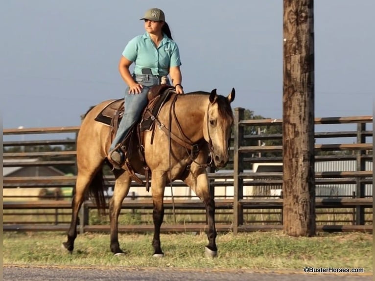 American Quarter Horse Ruin 8 Jaar Buckskin in Weatherford Tx