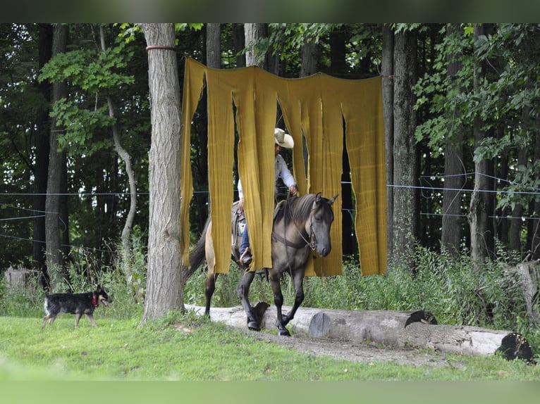 American Quarter Horse Ruin 8 Jaar Buckskin in Dallas PA