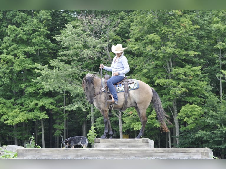 American Quarter Horse Ruin 8 Jaar Buckskin in Dallas PA