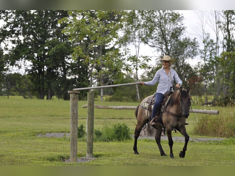 American Quarter Horse Ruin 8 Jaar Buckskin in Dallas PA