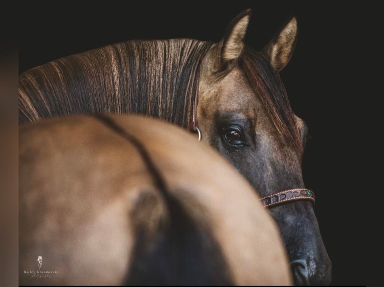 American Quarter Horse Ruin 8 Jaar Buckskin in Dallas PA