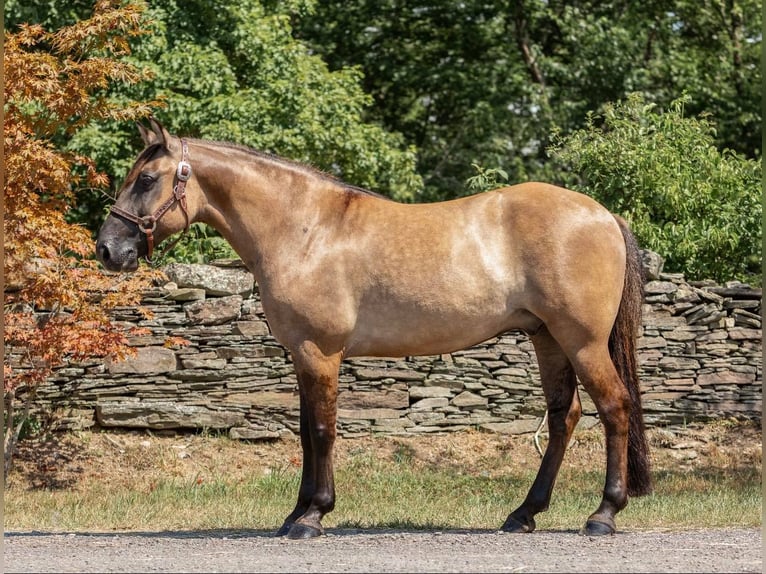 American Quarter Horse Ruin 8 Jaar Buckskin in Dallas PA