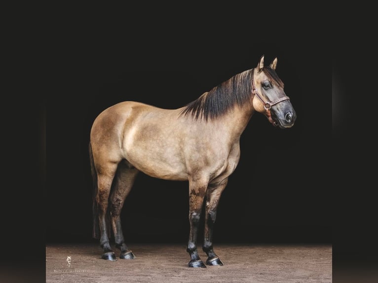 American Quarter Horse Ruin 8 Jaar Buckskin in Dallas PA