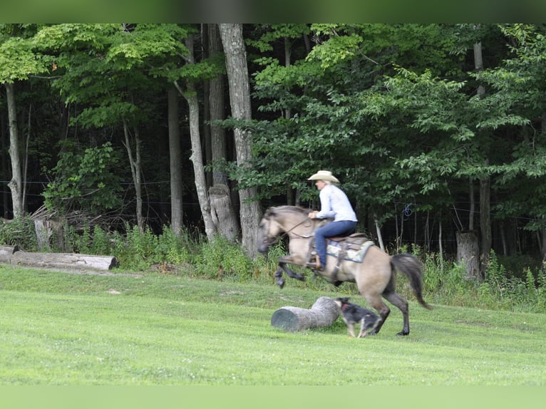 American Quarter Horse Ruin 8 Jaar Buckskin in Dallas PA