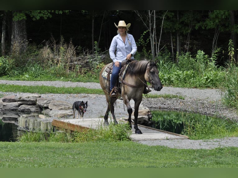 American Quarter Horse Ruin 8 Jaar Buckskin in Dallas PA